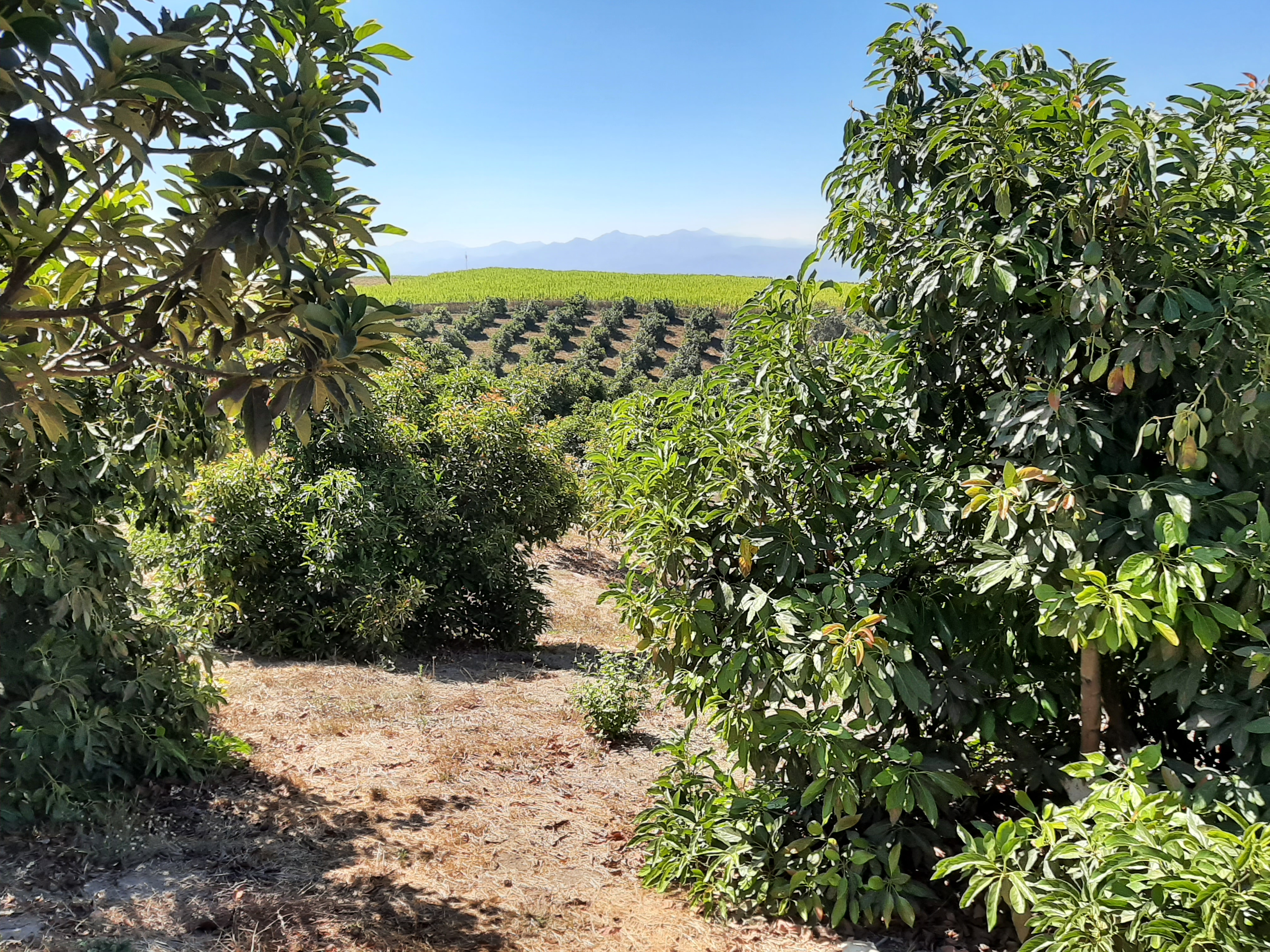 Plagas del Aguacatero