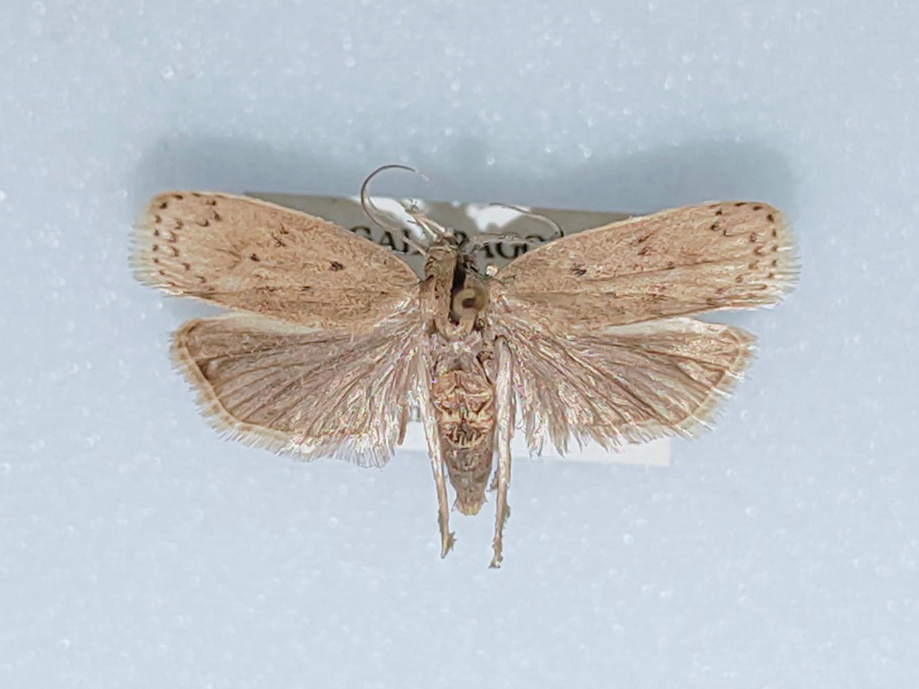 Palomilla barrenadora
