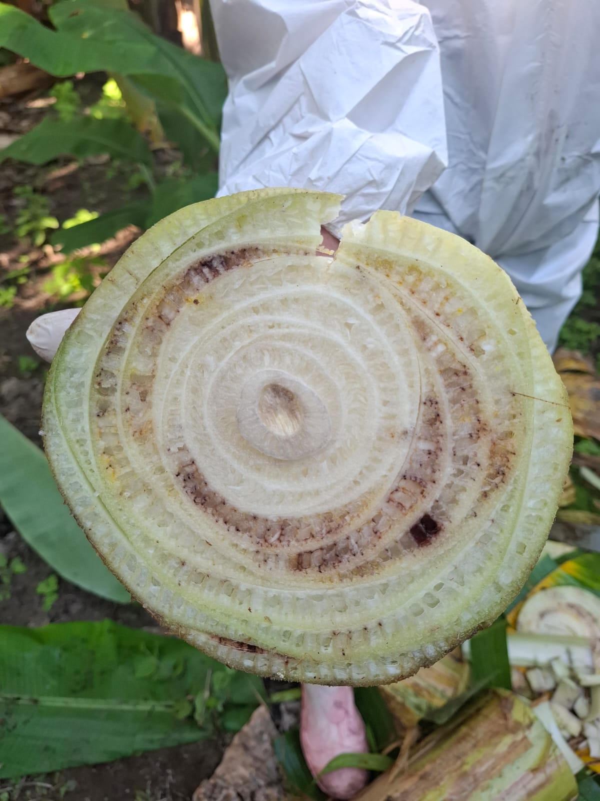 Anagyrus callidus