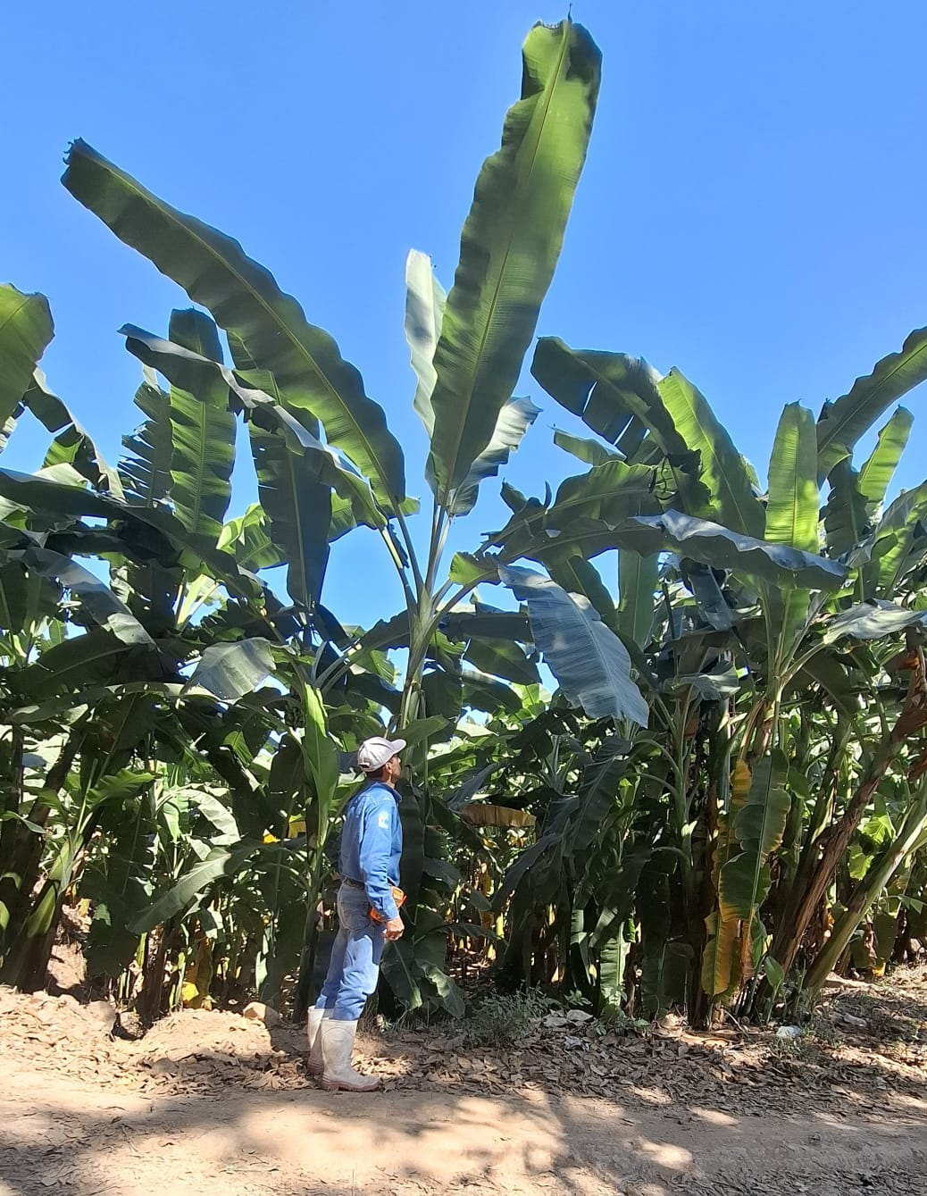 Cultivo de plátano