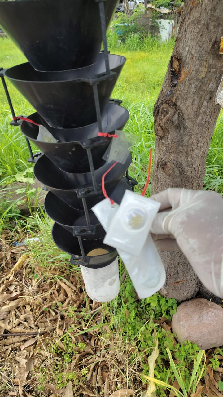 Close up of tomato plant