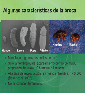 Biologia de la Broca