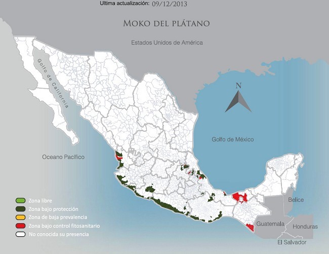 Status Moko del Platano en Mexico